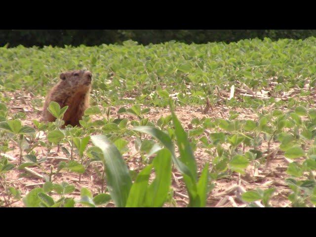 Groundhog Hunting Video #4 For 2023