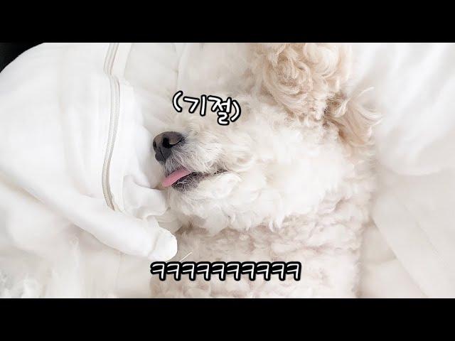 A cute dog with a lot of sleep.