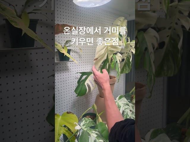 식물을 지켜주는 착한거미 #거미 #조정석 #식물 #몬스테라알보 #plants #plantlover #알보의왕 #monsteraalbo #monstera