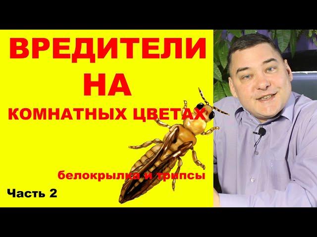 Вредители на комнатных растениях. Как избавиться на 100%. [Часть вторая: белокрылка и трипсы]