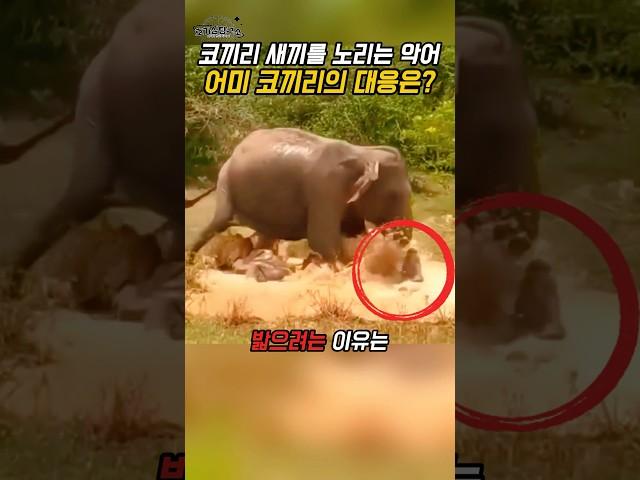 코끼리가 악어를 밟으려 한 이유 – 위협 감지 전략 해설
