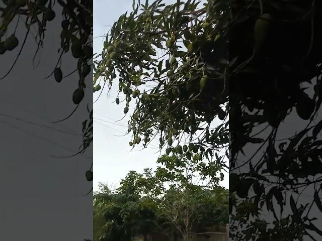 #mango fruits #daming bunga #short video