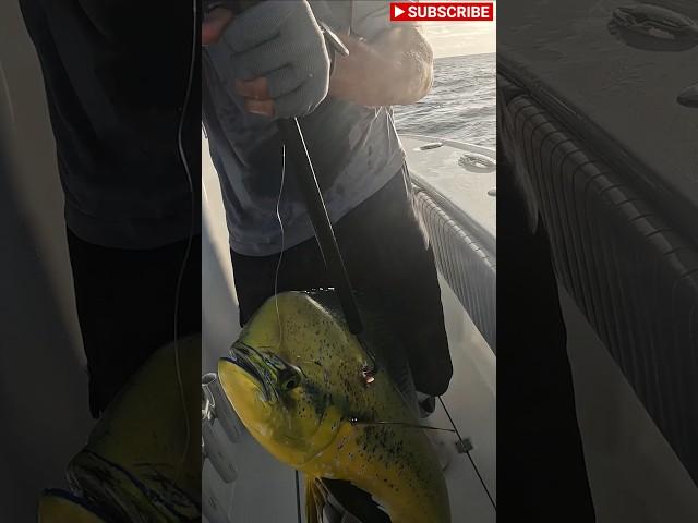 I Catch a DOLPHIN Fish ( Mahi Mahi) in Islamorada! #fishing #mahimahi #islamorada