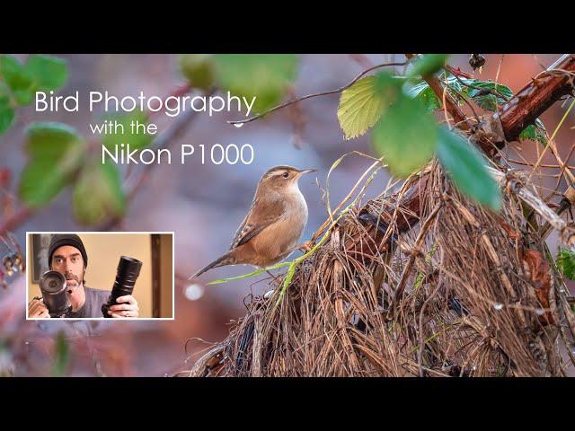 Nikon Coolpix P1000 for bird photography and birdwatching review