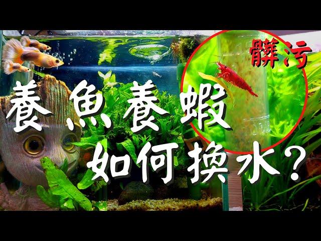 【岳來悅蝦】養魚養蝦換水 換水祕密大公開!! 超方便吸底砂｜新手養魚不再是難事｜新手養蝦越養生越多｜養魚｜養蝦｜換水｜孔雀魚缸｜蝦缸｜過濾器 #6