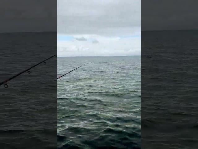 shallow fishing in Port Phillip Bay