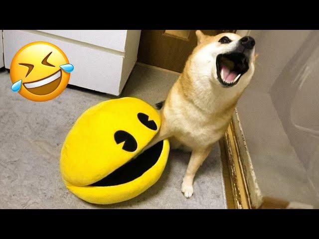 Funny Animal Videos 2023  - Funniest Dogs and Cats Videos  #15