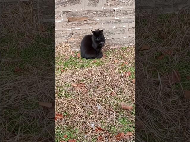 The cat might be doing well