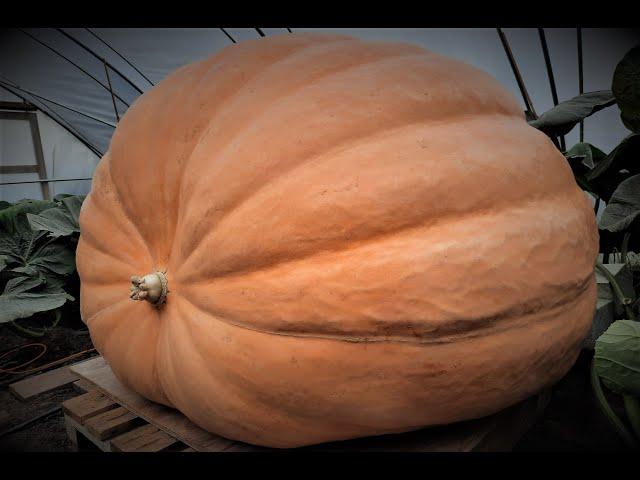 Timelapse | From seed to 600kg Giant Pumpkin