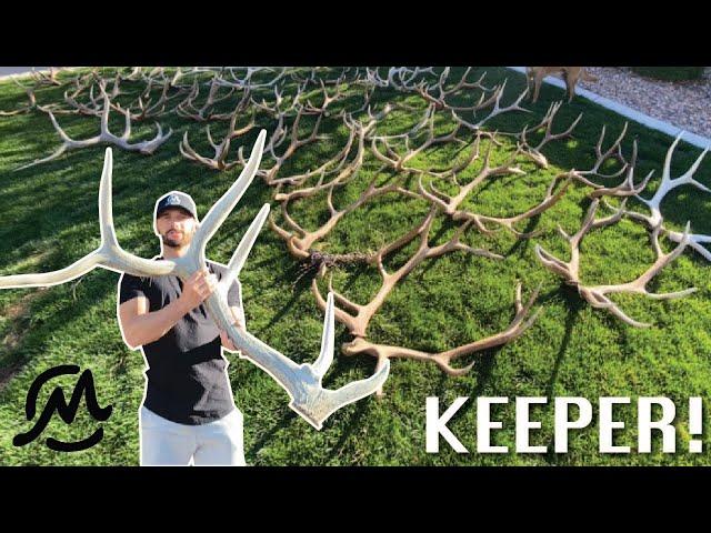 MY BEST ELK SHEDS! Keeper Pile