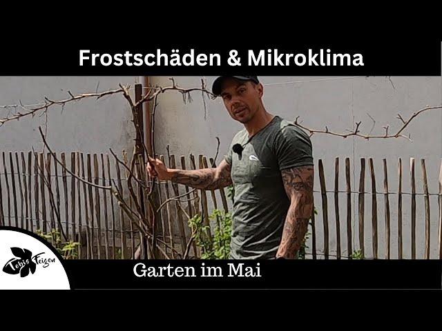 Frostschäden, Mikroklima ist wichtig, Garten im Mai