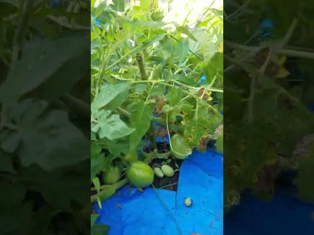 DIY Gardening with Natural Alternative Inc.