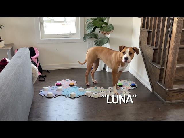 Dog Communicates With Human By Talking Buttons Part 3 #talkingbutton