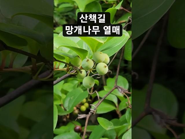 #산책길 #망개나무 #망개열매