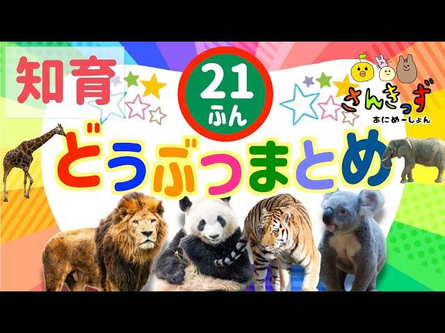 【子供向け 動物 知育アニメ】動物園のどうぶつたちの知育動画まとめ【21分連続再生】ライオン パンダ トラ コアラ 人気の動物が大集合！ 赤ちゃん 幼児が喜ぶアニメ