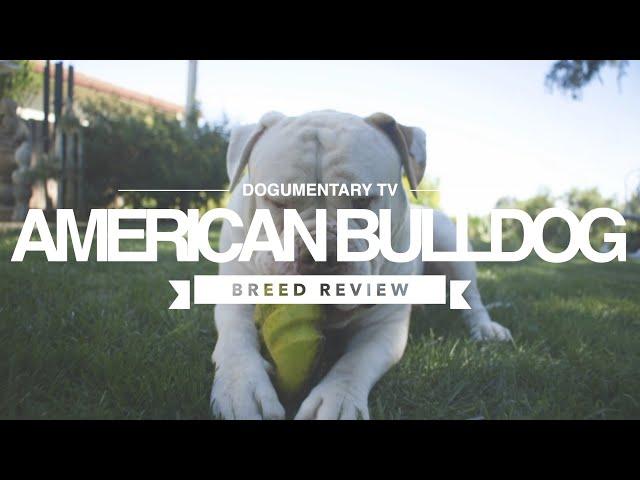 AMERICAN BULLDOG BREED REVIEW