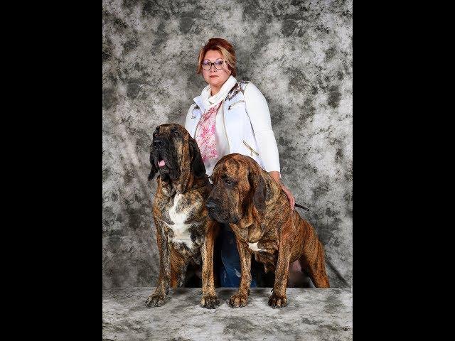 Fila Brasileiro - dog show. Geneva 11/15/19/19