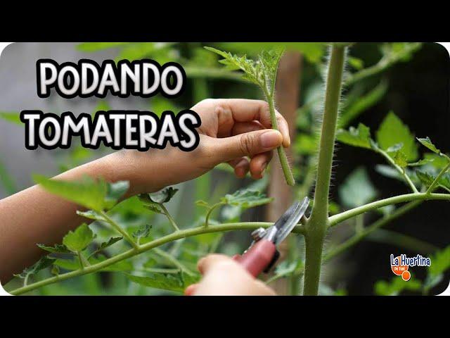 How to Prune Tomatoes and Remove Suckers Tomatoes