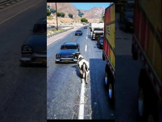 Cows  shorts Video ! #cow #cowvideos #cowlover #cowsong #lavacalola #lola #vaca #shorts #fyp #yt