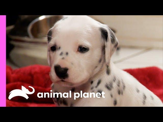 Fireman Becomes New Owner Of A Lovable Dalmatian | Too Cute!