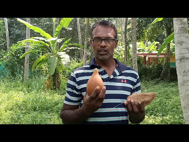 Ground water divining using bottle guard compared with coconut - false comments about coconut