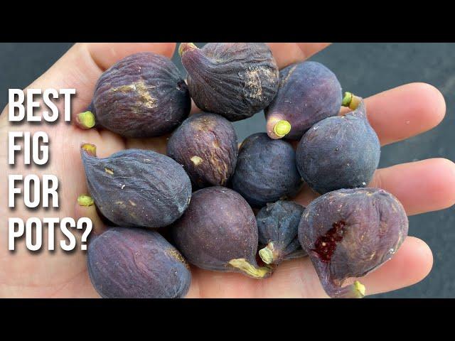 The Best Fig(s) for Growing in Pots or Containers