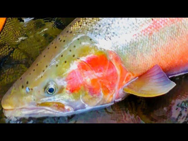 EPIC Battle With The BIGGEST STEELHEAD Of My LIFE!