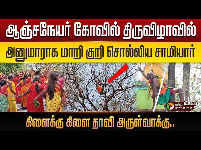 ️ஆஞ்சநேயர் கோவில் திருவிழாவில் அனுமாராக மாறி குறி சொல்லிய சாமியார் ! PT Vellore
