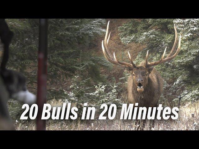 Bow Kills! Bulls and Bugles - Bow hunting at it's best!