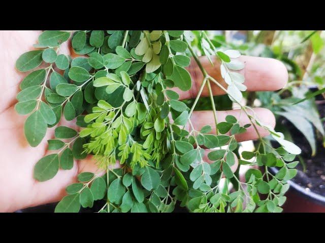 Balcony MORINGA REPOTTING after 2 years | Container Moringa | Viewer Request