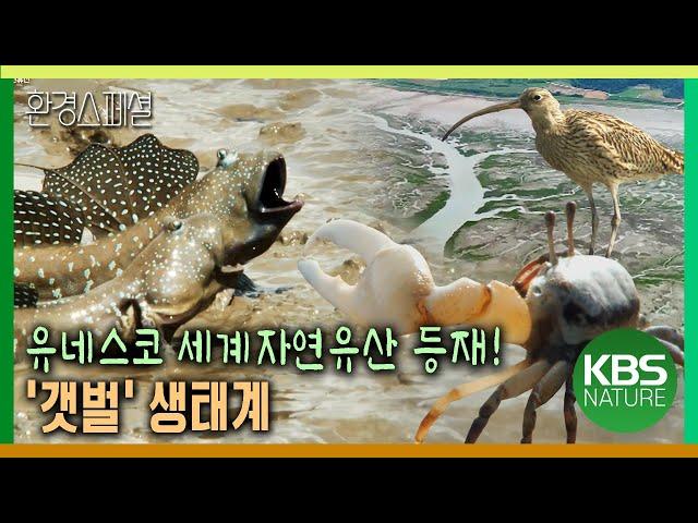 육지와 바다, 그리고 시간이 만들어낸 자연의 걸작 ‘갯벌’ [2021-2022 UHD환경스페셜 25편 유네스코 세계자연유산 등재 기획 ‘갯벌’] / KBS 20210930 방송