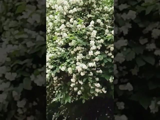 #цветокжизни 2