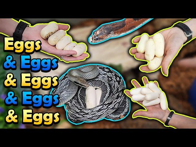 Snake Egg Compilation 2024!