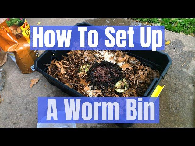 How to set up a composting worm bin with Red Wigglers