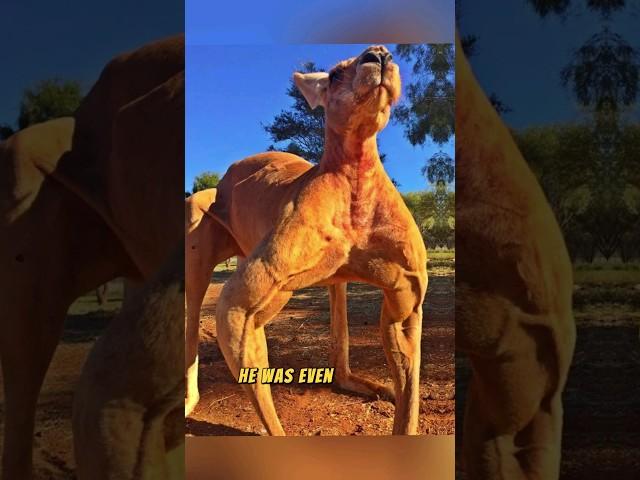 Roger, the Kangaroo Bodybuilder! 