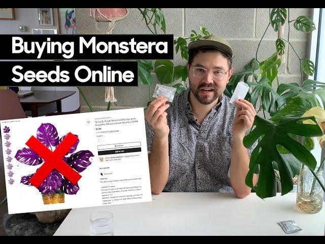 Watch this before buying Monstera deliciosa seeds online • Avoid getting scammed!