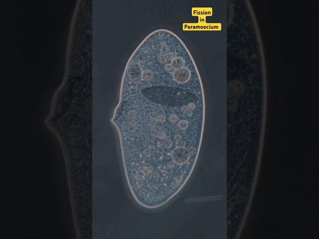 Binary fission in Paramoecium Cell #sciencepractical #science #education @lalitahaldar