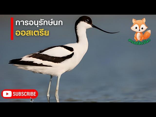 สารคดีสัตว์โลก การศึกษาและการอนุรักษ์นกในออสเตรีย ตอน วิหกแห่งออสเตรีย เจ้าเวหากลางขุนเขาแอลป์