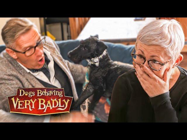 My Dog Has DESTROYED My Love Life! | Dogs Behaving Very Badly