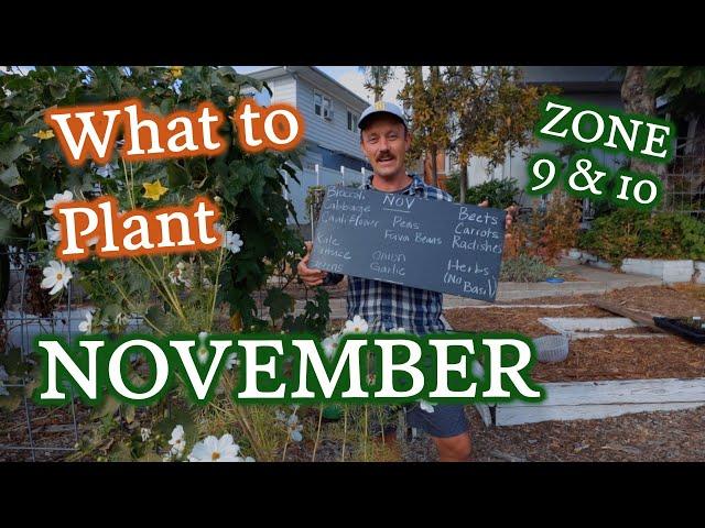 What to Plant in November for Gardeners in Zones 9 & 10