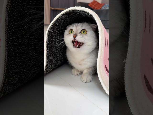 Sonya is a master of ambush!!! #cat