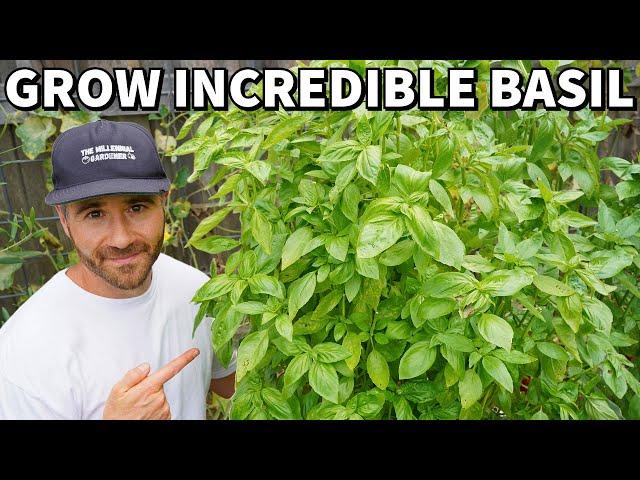 How To Grow INCREDIBLE BASIL PLANTS That NEVER Stop Producing!