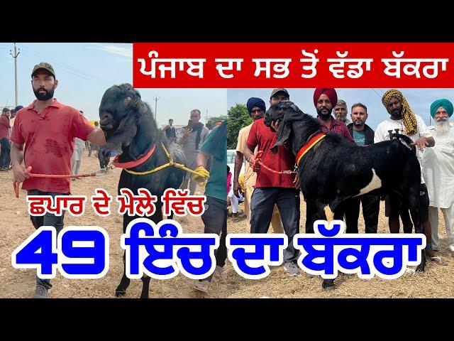 ਪੰਜਾਬ ਦਾ ਸਭ ਤੋਂ ਵੱਡਾ ਬੱਕਰਾ 49 ਇੰਚ ਦਾ ਬੱਕਰਾ | chappar da mela | Punjab De mele #goats