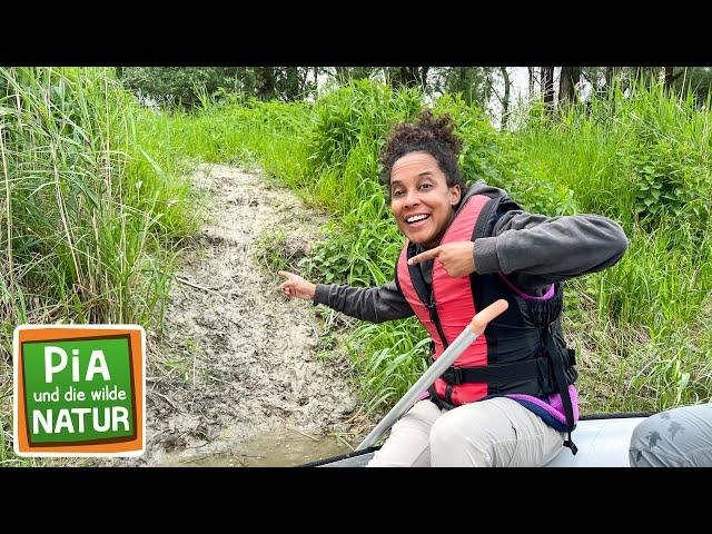 Spurensuche in den Flussauen | Reportage für Kinder | Pia und die wilde Natur