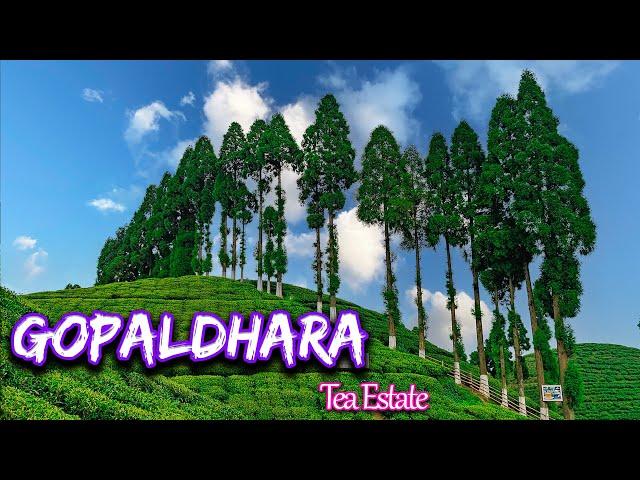 Gopaldhara || Darjeeling Tea Garden || Gopaldhara Tea Estate || Offbeat North Bengal