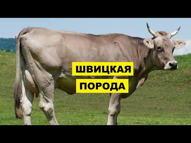 Швицкая порода крс плюсы, минусы и особенности | Швицкая корова | Молочное и мясное скотоводство