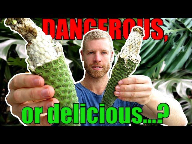 Can You Eat This DANGEROUS Fruit? | Monstera Deliciosa (Fruit Salad Plant) Tasting