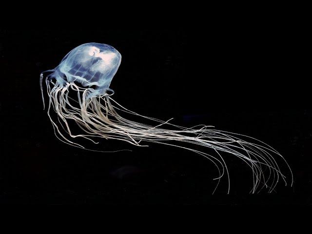 Box Jellyfish - The Most Venomous Animal In The World / Documentary (English/HD)