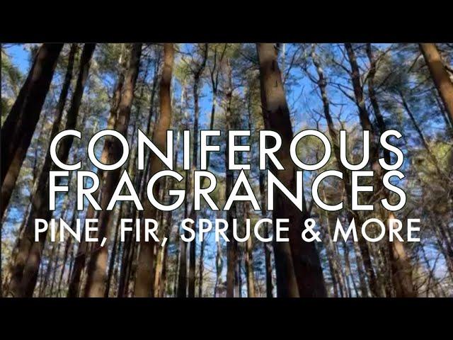 CONIFEROUS FRAGRANCES: PINE, FIR, SPRUCE & MORE