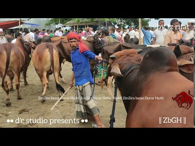 330 | Qurbani Eid | Medium Size Bulls Sold at Paragram Haat | ZbGH 2020